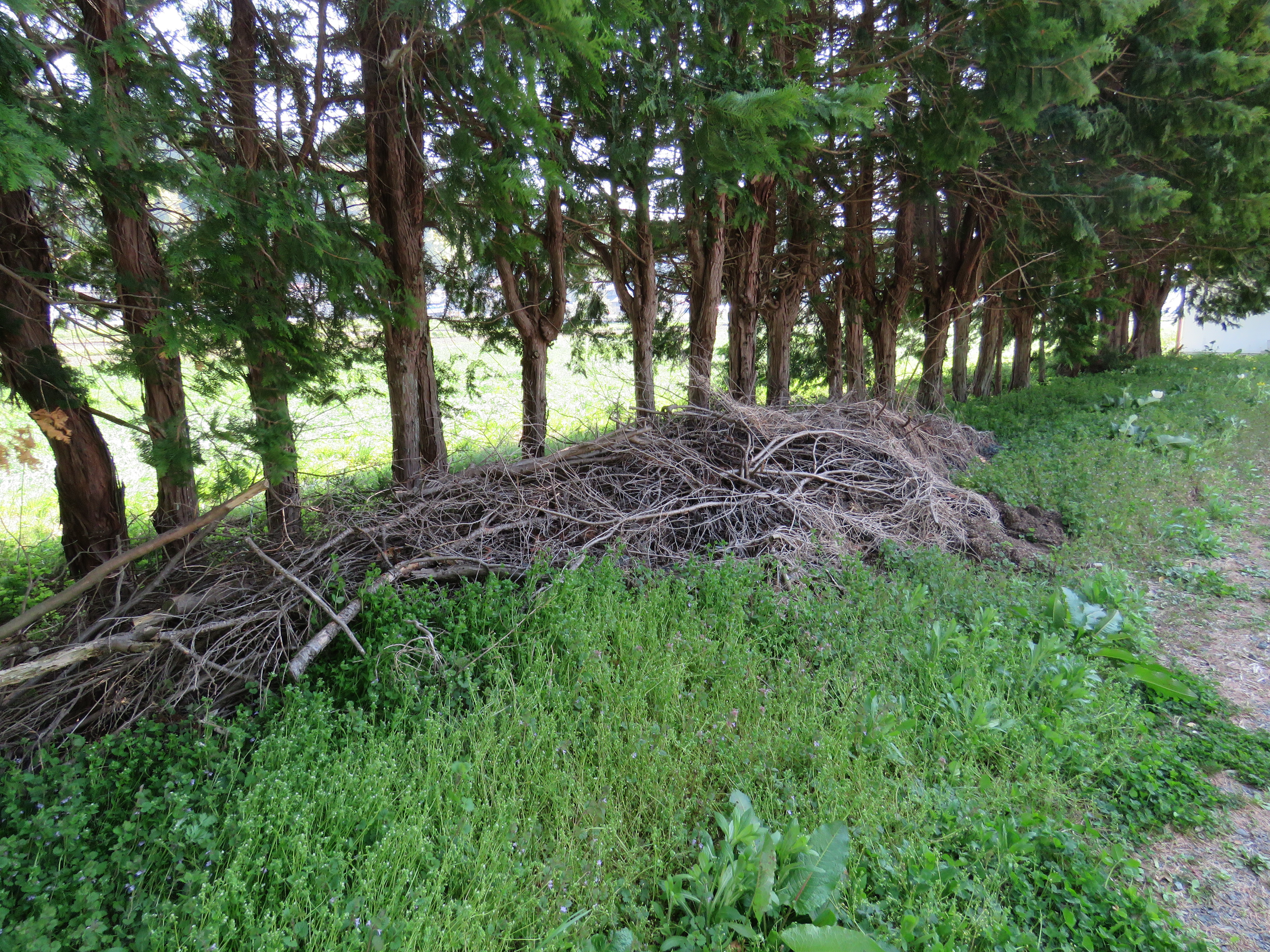 体育館裏・作業前