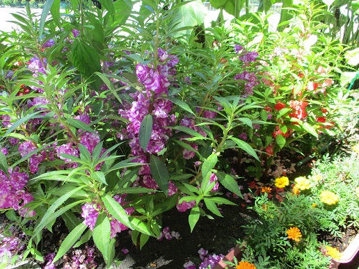 ホウセンカが満開です！