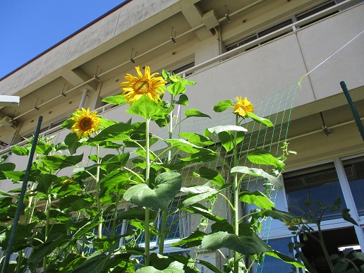 ヒマワリは２ｍをこえました