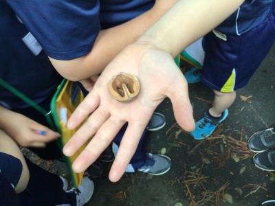 割れたくるみ。リスが引っかいたり齧ったりした跡がありました。 割れたくるみ。リスが引っかいたり齧ったりした跡がありました。