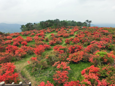高柴山つちじ