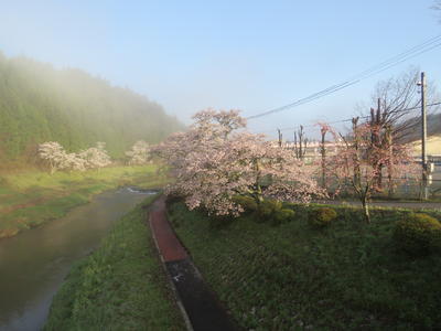 4/19 ６時過ぎの千本桜です